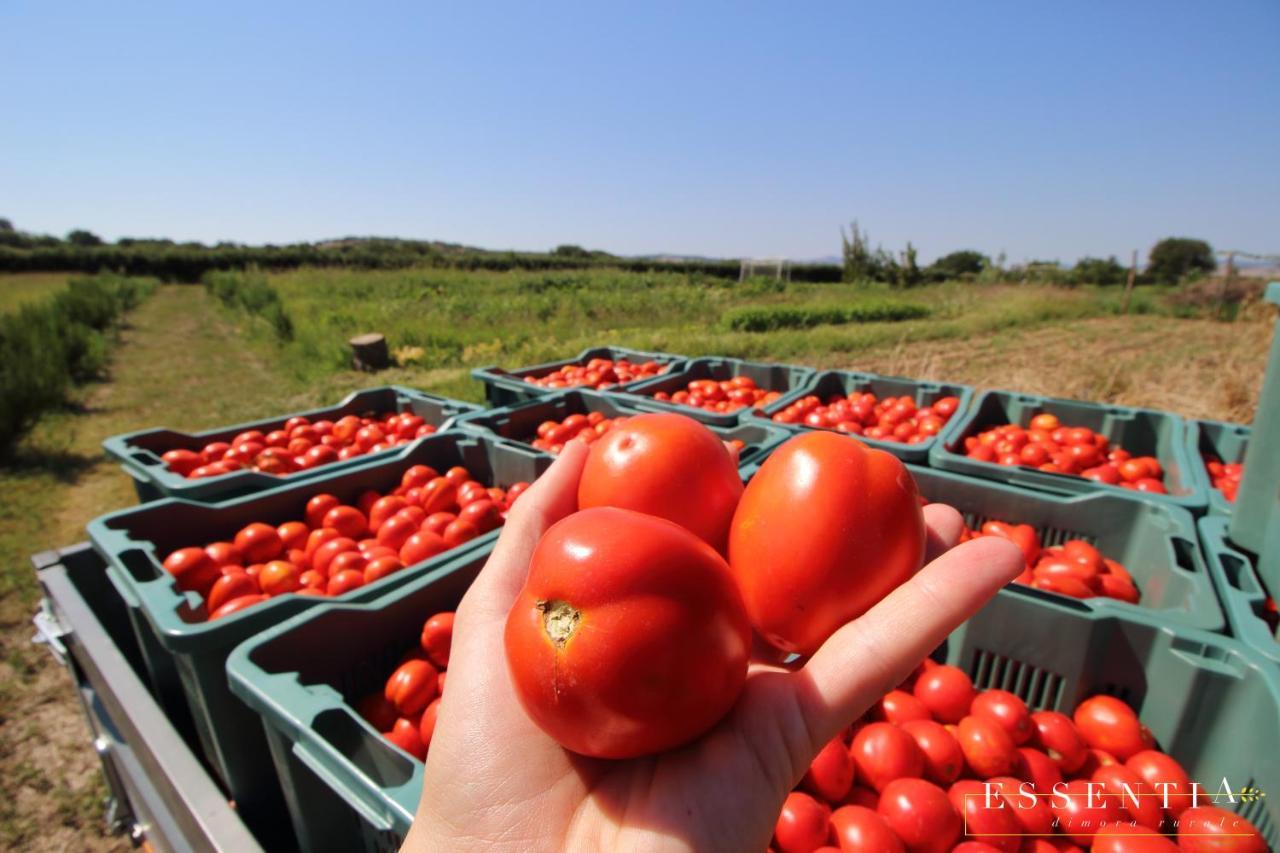 Agriturismo Essentia Dimora Rurale Larino ภายนอก รูปภาพ