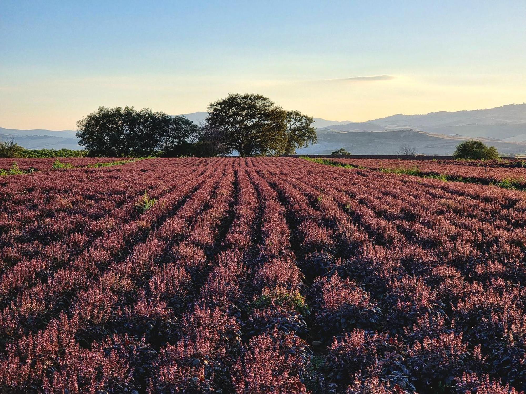 Agriturismo Essentia Dimora Rurale Larino ภายนอก รูปภาพ